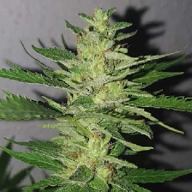 Chocobang > Delicious Seeds